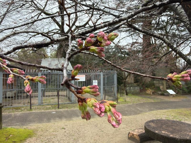 ソメイヨシノ